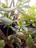 625026927:  en Toledo